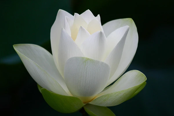 white lotus